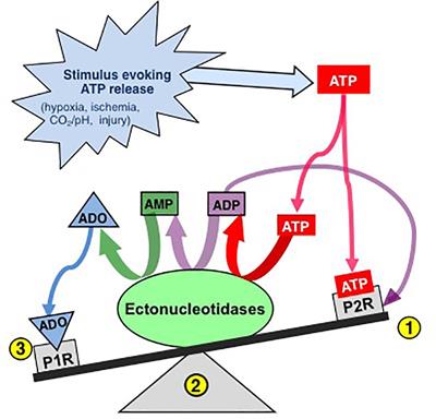 The Purinome and the preBötzinger Complex – A Ménage of Unexplored Mechanisms That May Modulate/Shape the Hypoxic Ventilatory Response